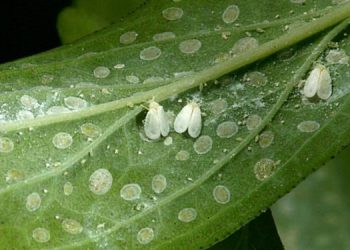 whiteflies-750x375