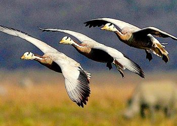 Bar-headed+Geese-