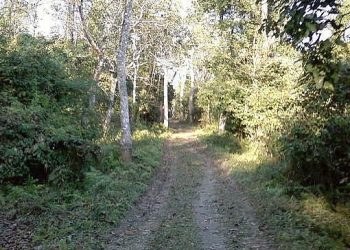Bura_Chapori_Wildlife_Sanctuary_in_Assam