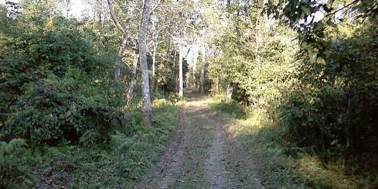 Bura_Chapori_Wildlife_Sanctuary_in_Assam