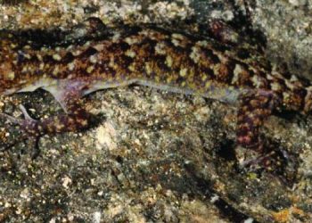 Cyrtodactylus-Guwahatiensis-750x375