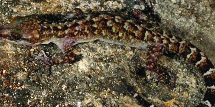 Cyrtodactylus-Guwahatiensis-750x375