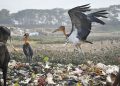 Depar Beel Dumping Groung_main