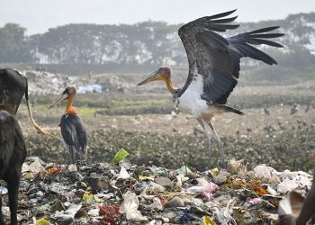 Depar Beel Dumping Groung_main