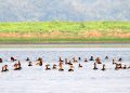 Fulvous Whistling_Duck_Dendrocygna_bicolor_Deepor_Beel_by_Dr_Raju_Kasambe