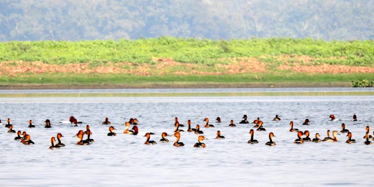 Fulvous Whistling_Duck_Dendrocygna_bicolor_Deepor_Beel_by_Dr_Raju_Kasambe