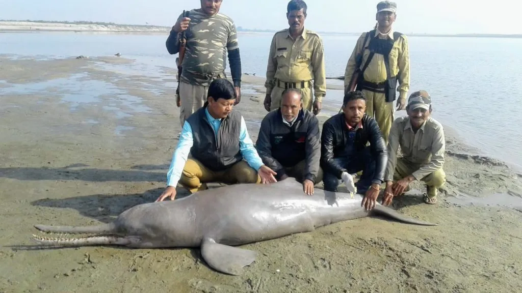 Dolphin