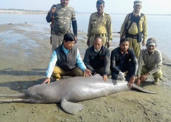 Dolphin