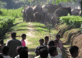 Man-elephnat