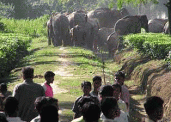 Man-elephnat