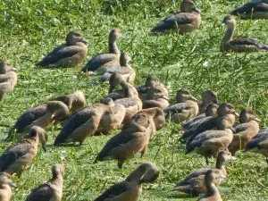 Nagaon Bird.docx photo.jpg 2
