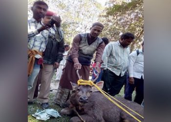 Deer rescue