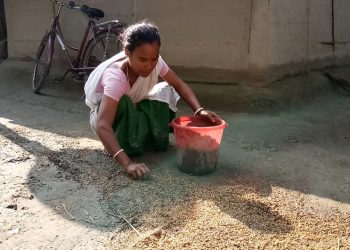 Wild Elephant