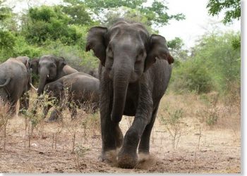 Wild-jumbo