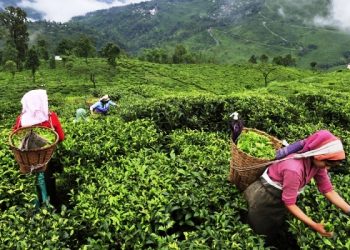 assam-tea-gardens