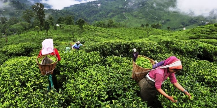assam-tea-gardens