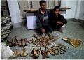 কাজিৰঙাত ঢেকীয়াপতীয়া বাঘৰ হাড়-ছালৰ সৈতে সাতজনকৈ লোকক আটক