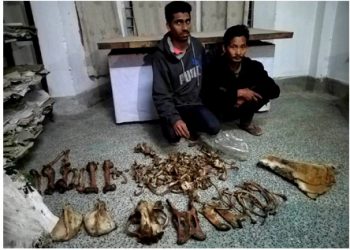 কাজিৰঙাত ঢেকীয়াপতীয়া বাঘৰ হাড়-ছালৰ সৈতে সাতজনকৈ লোকক আটক