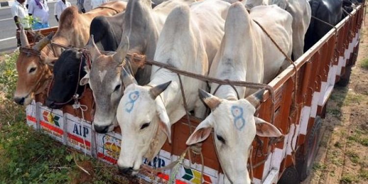 cattle-smuggling-