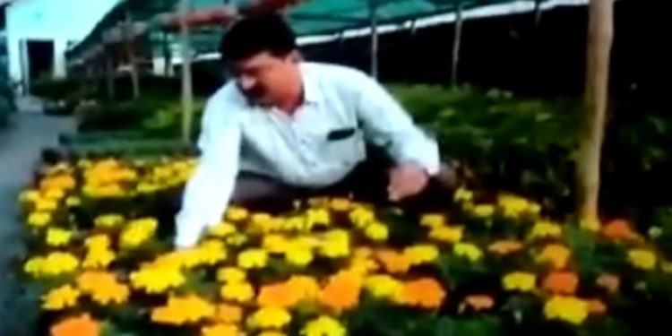 nagaon flower cultivator.docx photo