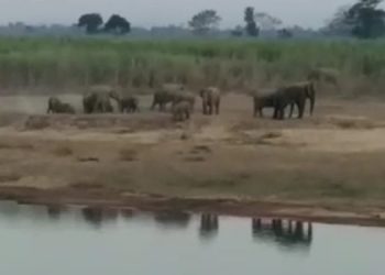 wild-elephant-herd-west-KA-750x375