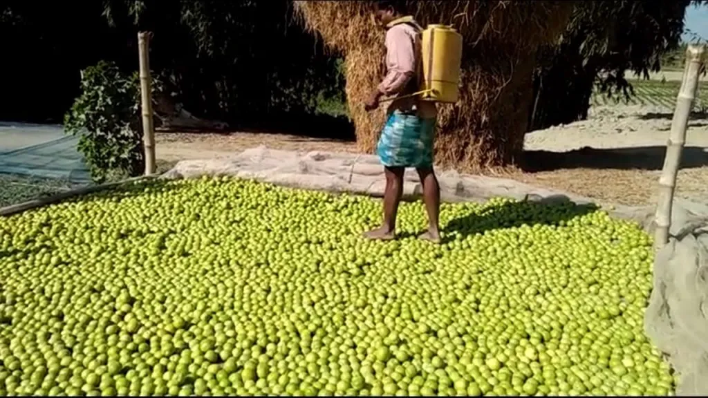 শাক পাচলি নগাঁও.ফটো