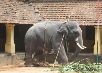 Elephant-kept