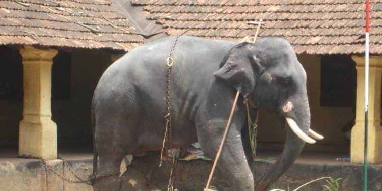 Elephant-kept