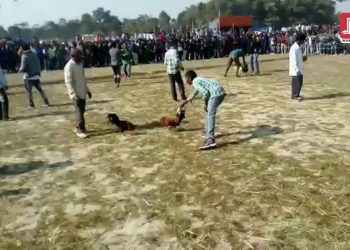 উজনি অসমৰ ডিমৌত মাঘী উৎসৱত ‘নিষিদ্ধ’ কুকুৰা যুঁজ আৰু বাজি