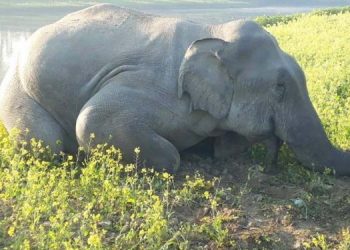 Elephant-750x375
