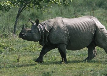 Greater_One_Horned_Rhino_8.6.2012_Hero_and_Circle_HI_107996