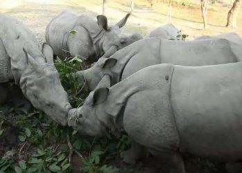 Rhino translocation