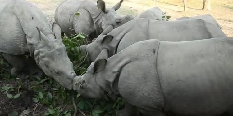 Rhino translocation
