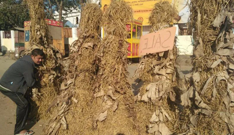 Meji in Market
