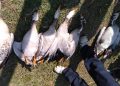 Migratory birds