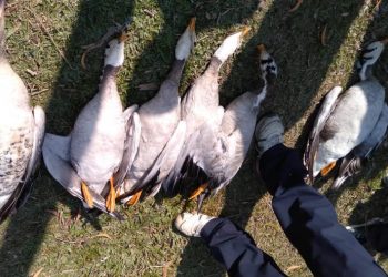 Migratory birds