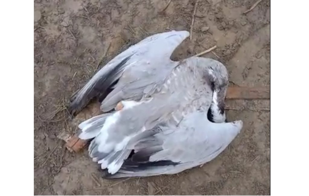 migrated bird died
