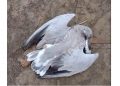 migrated bird died