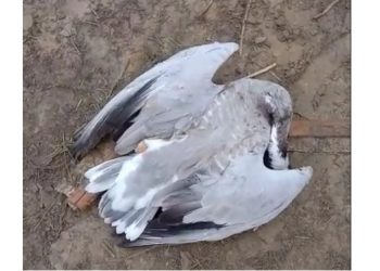 migrated bird died