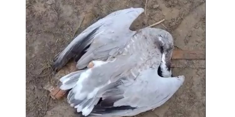 migrated bird died