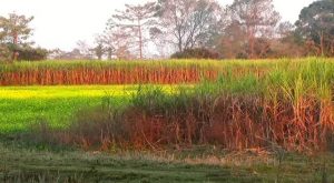 Sugarcane_2
