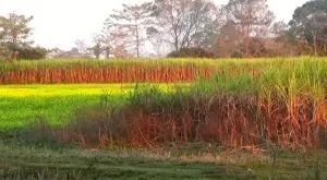 Sugarcane_2