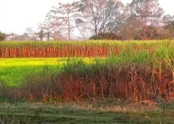 Sugarcane_2