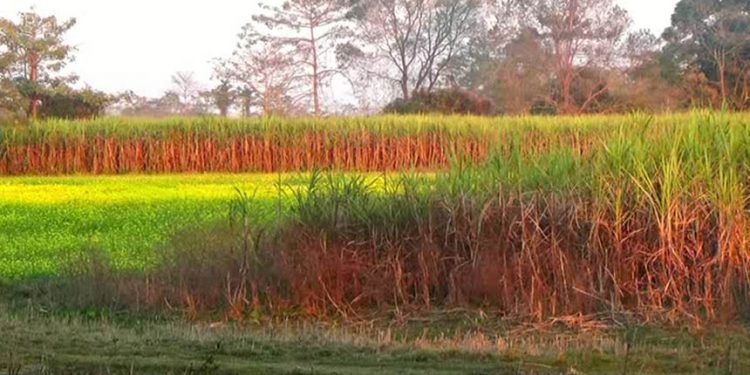 Sugarcane_2