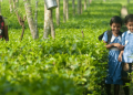 Tea-garden-children-768x388