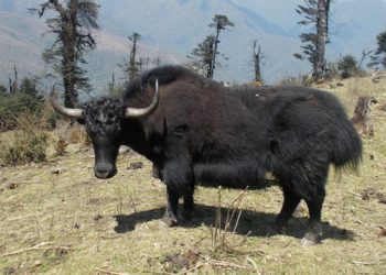arunachali-yak