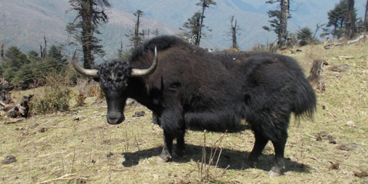 arunachali-yak