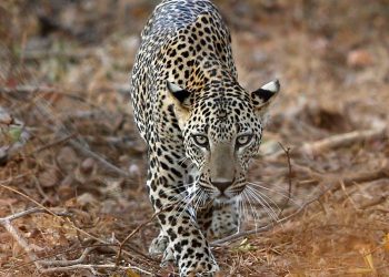 leopard-reuters