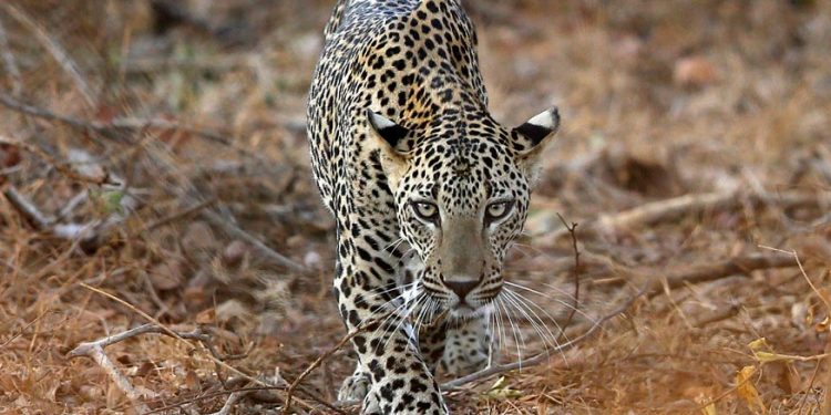 leopard-reuters