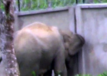 Elephant Corridor